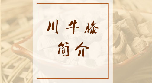 川牛膝