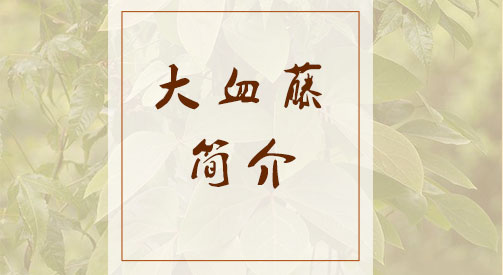 大血藤