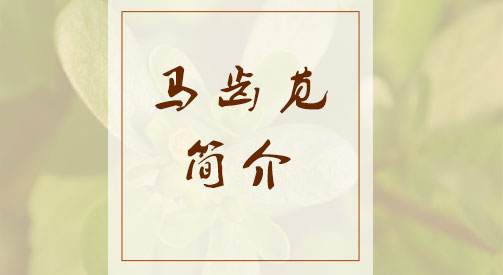 马齿苋