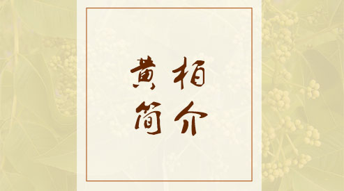 黄柏