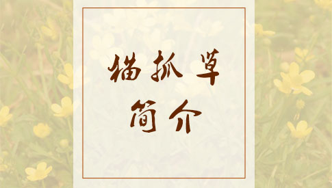 猫爪草