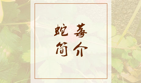 蛇莓