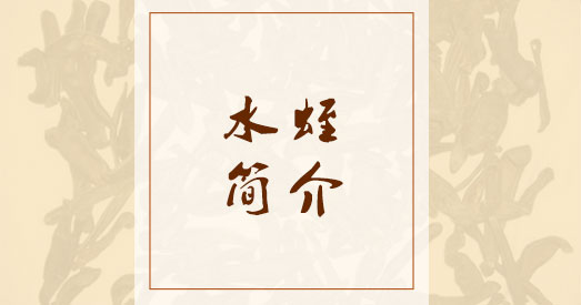 水蛭