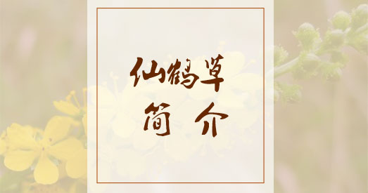 仙鹤草
