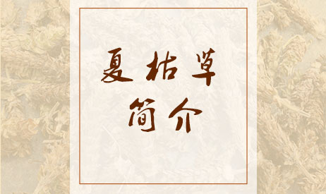 夏枯草