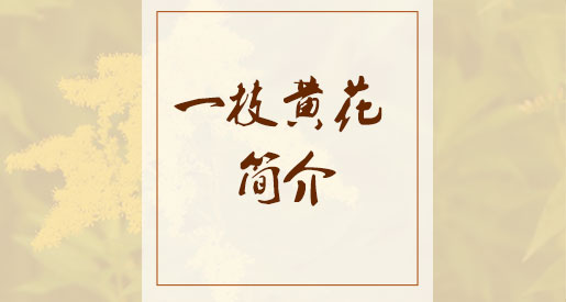 一枝黄花