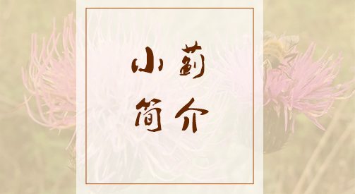 小蓟