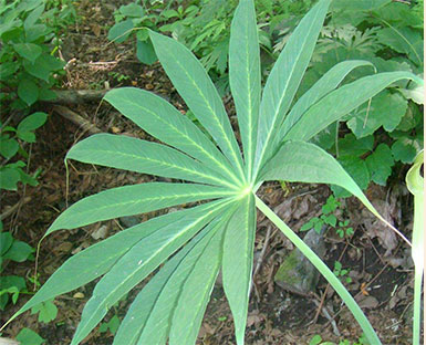 深山中的天南星