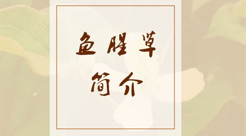 鱼腥草